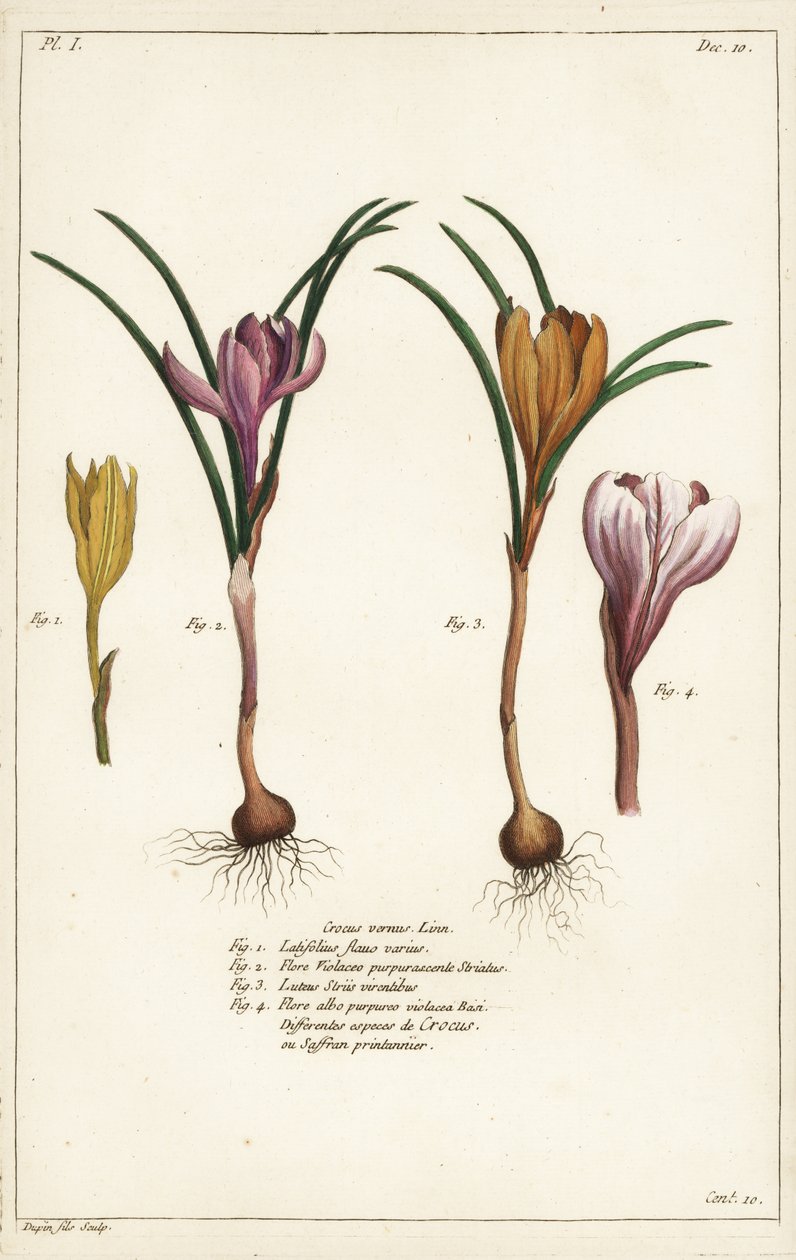 Forskellige arter af vårkrokus, Crocus vernus, Linn af the Younger Dupin