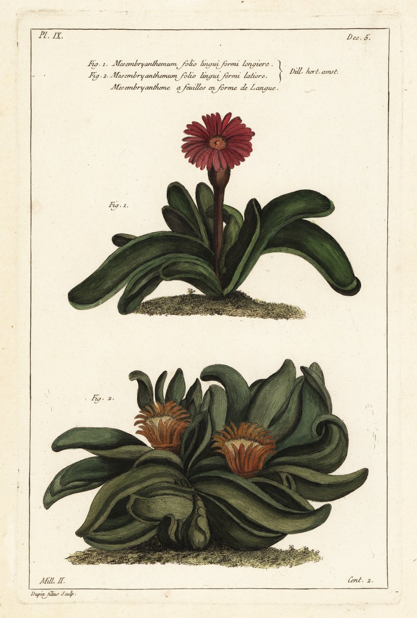 Elkhorn plante, Rhombophyllum dolabriforme (Haksebladede figen morgenfrue, Mesembryanthemum dolabriforme) af the Younger Dupin