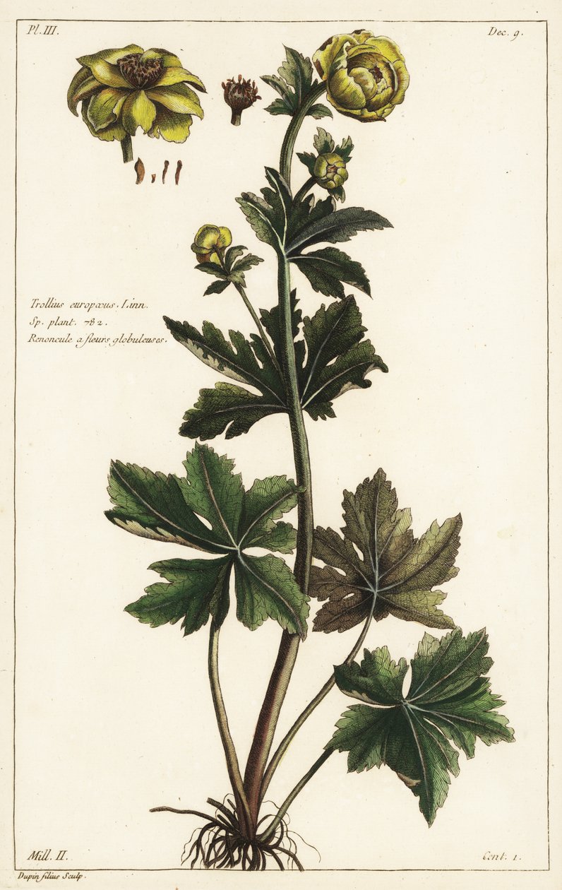Globeflower, Trollius europaeus, Linn af the Younger Dupin