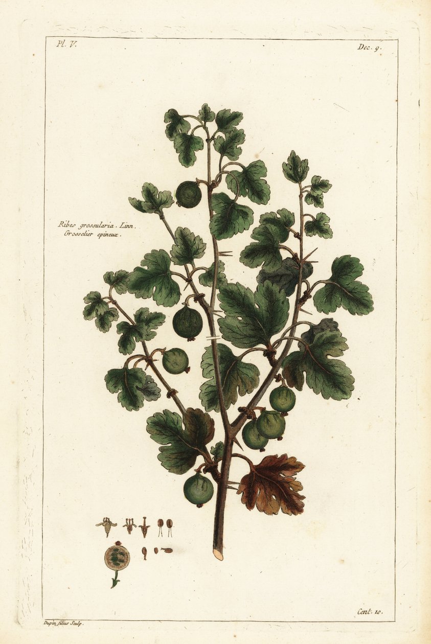 Stikkelsbær, Ribes grossularia af the Younger Dupin
