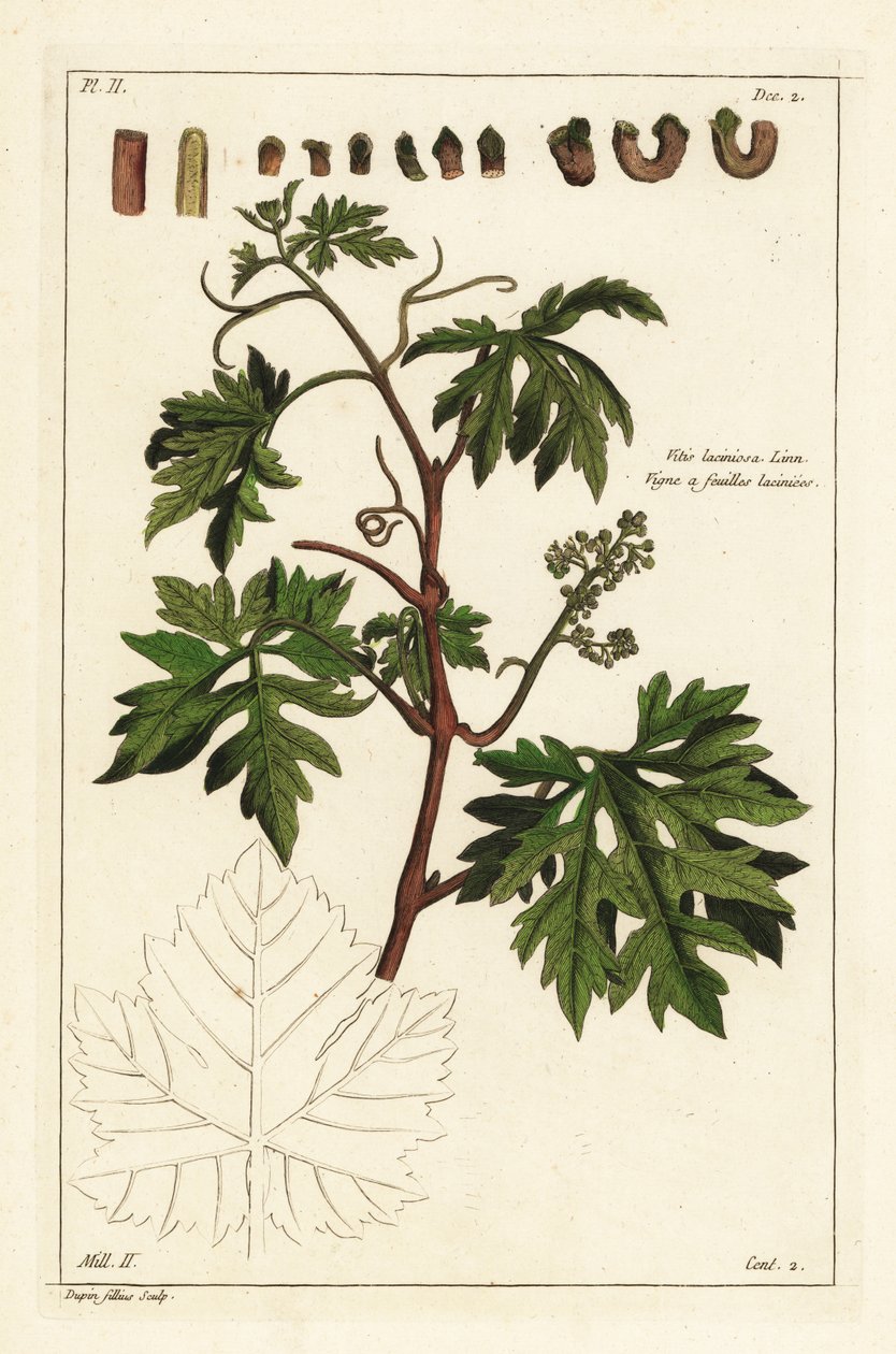 Blade og spirende druer på en vinranke, Vitis vinifera af the Younger Dupin