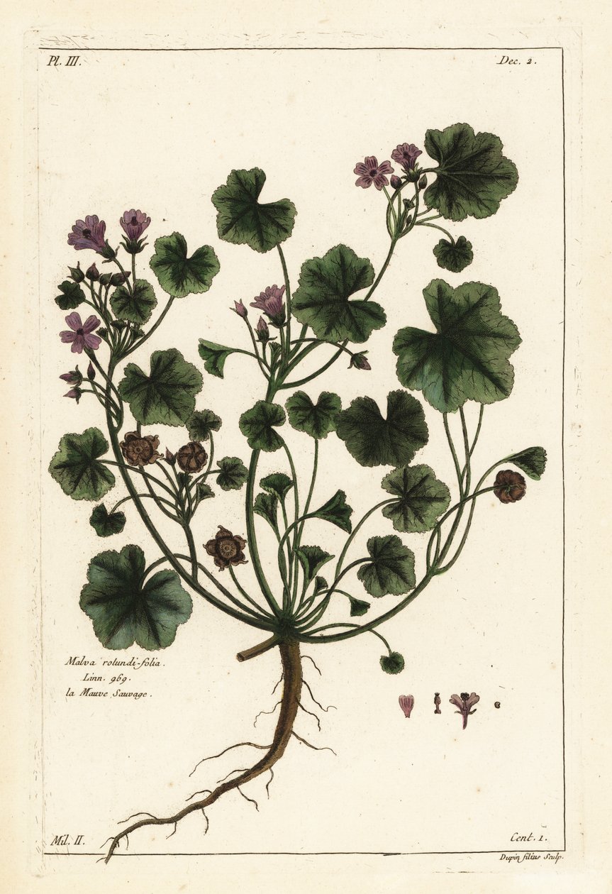 Lav malva eller rundbladet malva, Malva pusilla af the Younger Dupin
