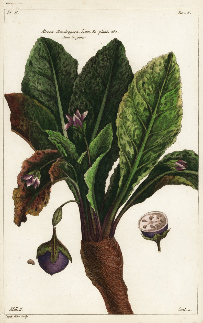 Mandrake, Mandragora officinalis af the Younger Dupin
