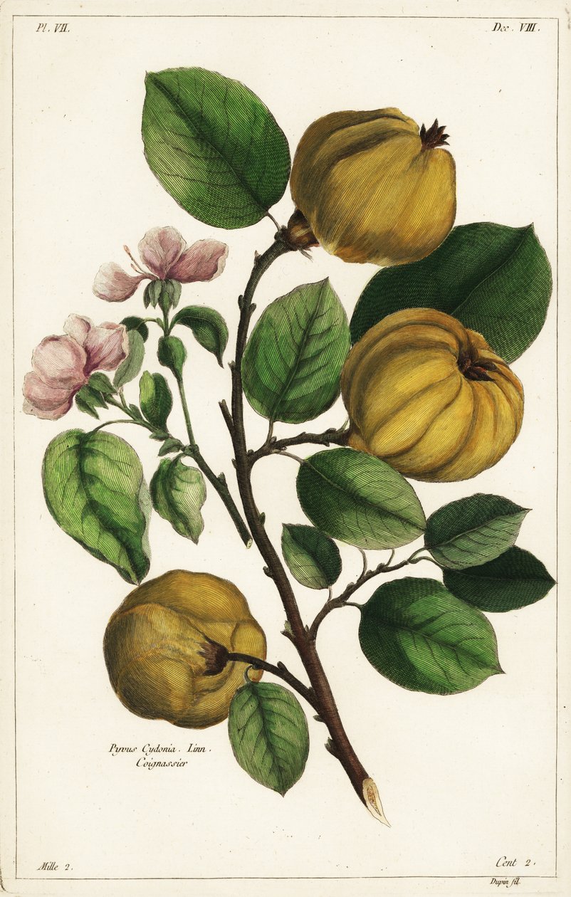 Kvædetræ og frugt, Cydonia oblonga Pyrus cydonia, Linn af the Younger Dupin