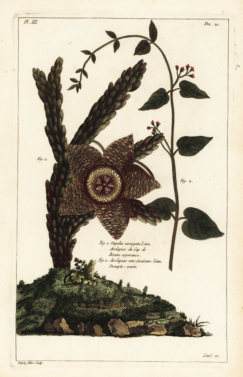 Søstjerneplante, Orbea variegata 1 og hvid svalurt, Vincetoxicum hirundinaria af the Younger Dupin