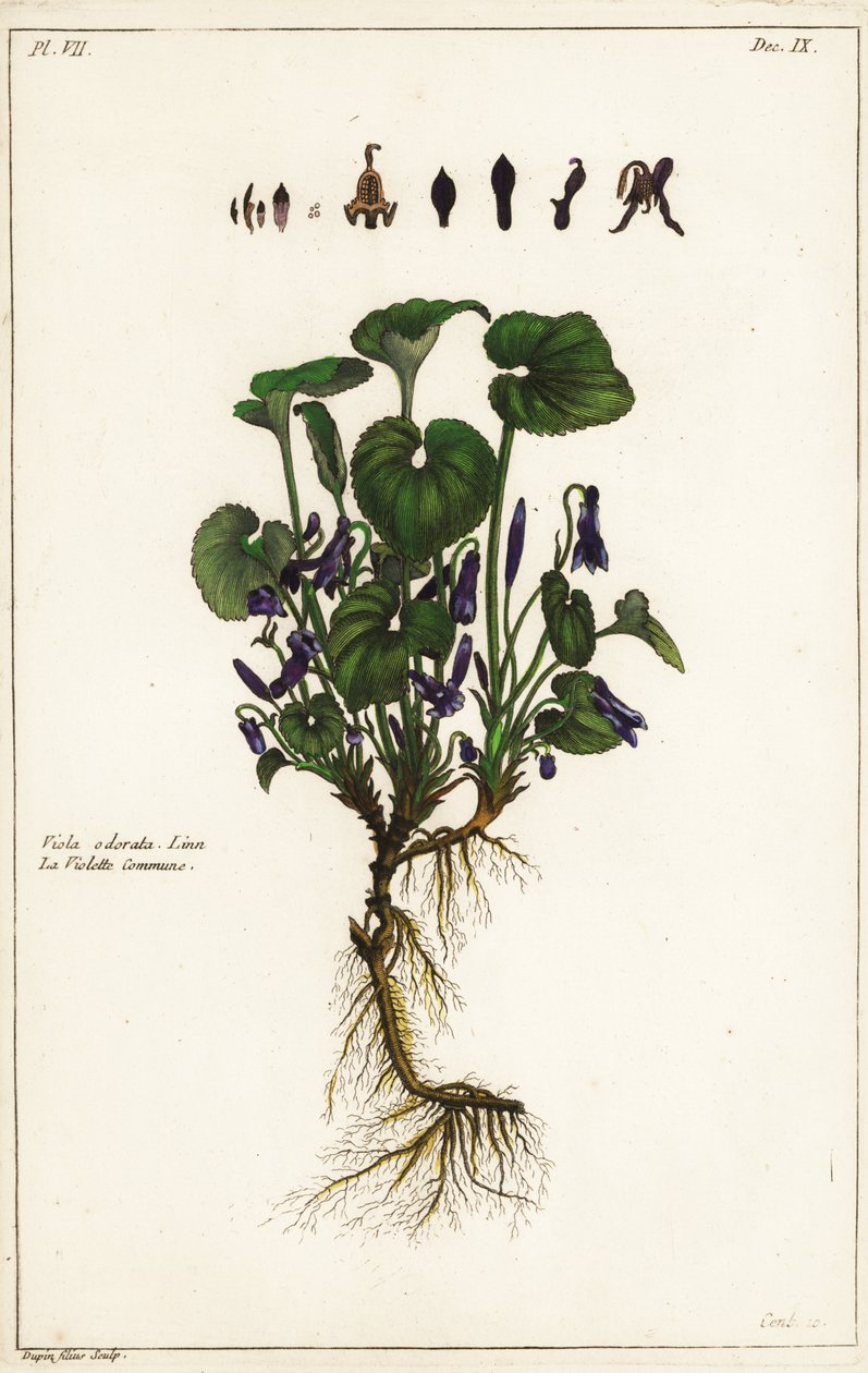 Sød viol, Viola odorata, Linn af the Younger Dupin