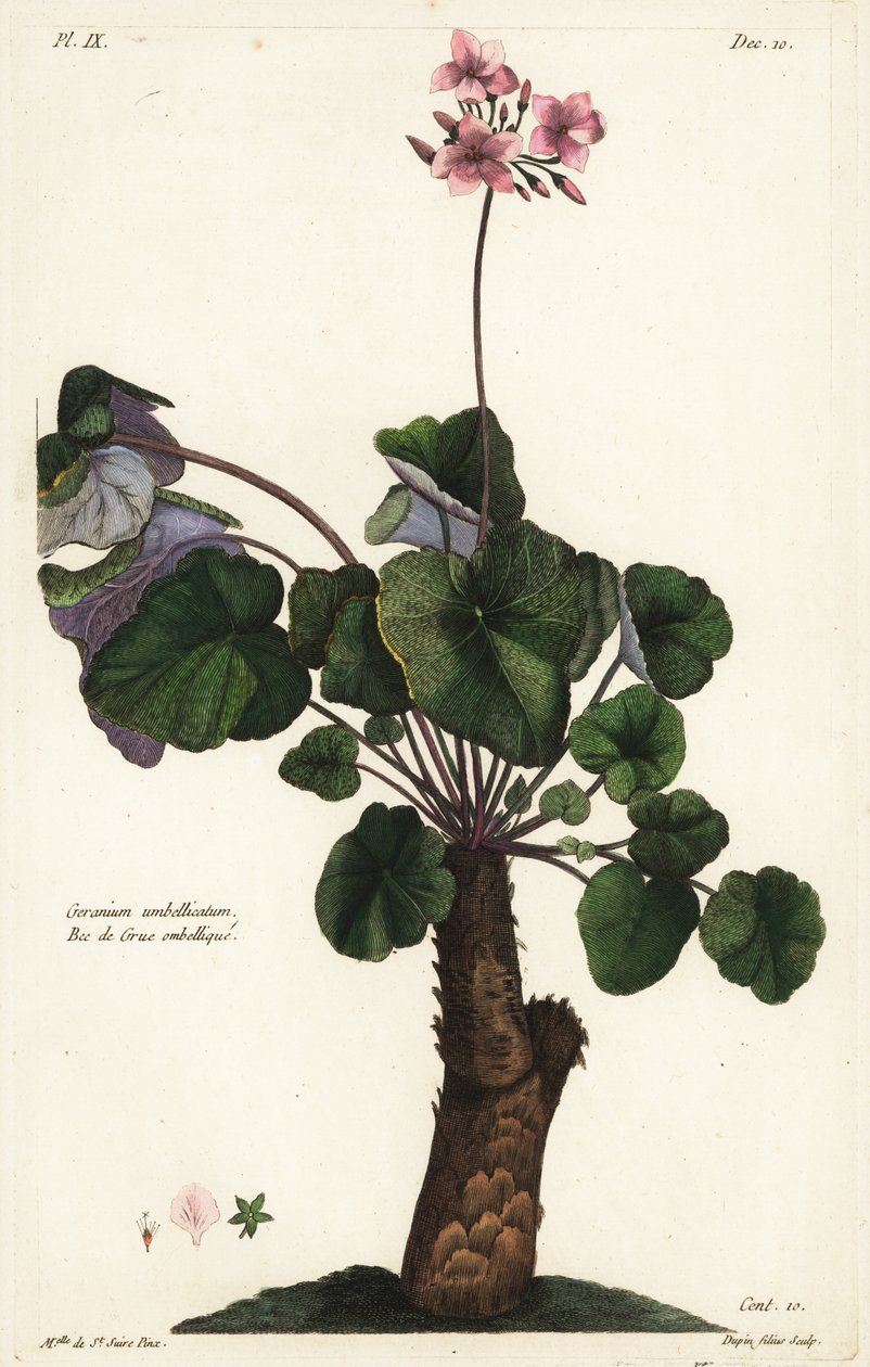 Uopløste arter af geranium, Geranium umbellicatum af the Younger Dupin