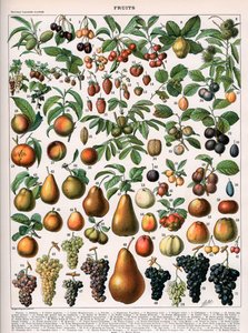 Illustration af frugtsorter, ca. 1905-10 (farve litho) af (after) Alillot