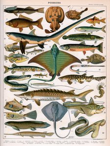 Illustration af havfisk, ca. 1905-10 (farve litho) af (after) Alillot