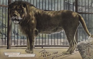African Lion, London Zoological Gardens (farvefoto) af (after) English photographer
