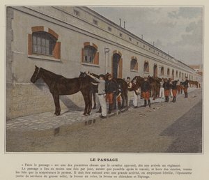 The Grooming (farvet foto) af (after) French Photographer