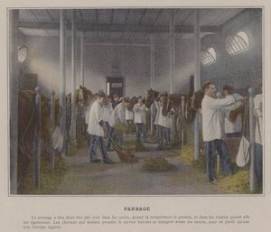 Pansage (farvet foto)