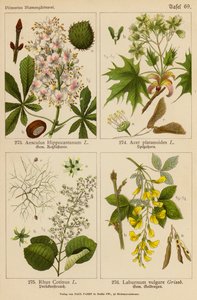 Aesculus Hippocastanum, Acer Platanoides, Rhus Cotinus, Laburnum Vulgare (farvelitografi) af (after) German School