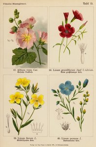 Althaea Rosea, Linum Grandiflorum, Linum Flavum, Linum Perenne (farvelitografi) af (after) German School