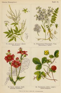 Aruncus Aruncus, Filipendula Filipendula, Geum Chilense, Duchesnea Indica (farvelitografi) af (after) German School