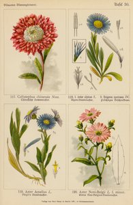 Callistephus Chinensis, Aster Alpinus, Erigeron Speciosus, Aster Amellus, Aster Novi-Belgii (farvelitografi) af (after) German School