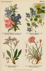 Campanula Medium, Campanula Garganica, Statice Limonium, Armeria Maritima (farvelitografi) af (after) German School