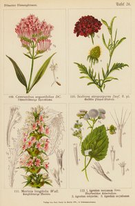 Centranthus Angustifolius, Scabiosa Atropurpurea, Morinia Longifolia, Ageratum Mexicanum, Ageratum Conyzodes, Ageratum Corymbosum (farvelitografi) af (after) German School