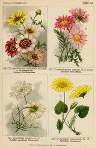 Chrysanthemum Carinatum, Chrysanthemum Roseum, Matricaria Inodora, Doronicum Caucasicum (farvelitografi) af (after) German School