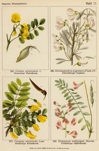 Colutea Arborescens, Halimodendron Argenteum, Caragana Arborescens, Hedysarum Multijugum (farvelitografi) af (after) German School