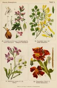 Corydalis cava, Corydalis solida, Corydalis lutea, Matthiola incana, Cheiranthus cheiri (farvelitografi) af (after) German School