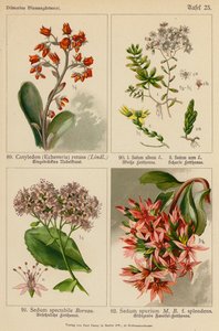 Cotyledon (Echeveria) Retusa, Sedum Album, Sedum Acre, Sedum Spectabile, Sedum Spurium (farvelitografi) af (after) German School