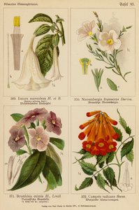 Datura Suaveolens, Nierembergia Frutescens, Brunfelsia Eximia, Campsis Radicans (farvelitografi) af (after) German School