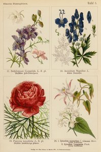 Delphinium Consolida, Aconitum Napellus, Paeonia Tenuifolia, Epimedium Macranthum F Violaceum, Epimedium Youngianum (farvelitografi) af (after) German School