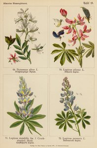 Dictamnus Albus, Lupinus Pilosus, Lupinus Mutabilis, Lupinus Perennis (farvelitografi) af (after) German School