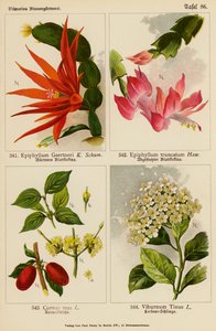 Epiphyllum Gaertneri, Epiphyllum Truncatum, Cornus Mas, Viburnum Tinus (farvelitografi) af (after) German School