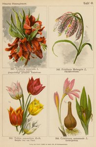 Fritillaria Imperialis, Fritillaria Meleagris, Tulipa Suaveolens, Colchicum Autumnale (farvelitografi) af (after) German School