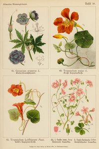 Geranium Pratense, Tropaeolum Majus, Tropaeolum Lobbianum, Oxalis Rosea, Oxalis Floribunda (farvelitografi) af (after) German School