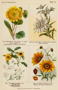 Helianthus Decapetalus, Leontopodium Leontopodium, Sanvitalia Procumbens, Achillea Ptarmica, Coreopsis Tinctoria (farve litho) af (after) German School