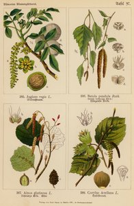 Juglans Regia, Betula Pendula, Alnus Glutinosa, Corylus Avellana (farvelitografi) af (after) German School
