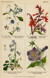 Lobelia Erinus, Bolelia Pulchella, Lobelia Fulgens, Lobelia Hybrida, Campanula Pusilla, Campanula Turbinata (farvelitografi) af (after) German School