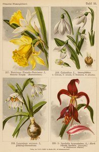 Narcissus Pseudo-Narcissus, Galanthus, Leucojum Vernum, Sprekelia Formosissima (farvelitografi) af (after) German School
