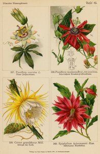 Passiflora Coerulea, Passiflora Racemosa, Cereus Grandiflorus, Epiphyllum Ackermannii (farvelitografi) af (after) German School