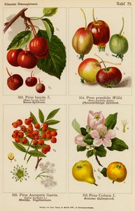 Pirus Baccata, Pirus Prunifolia, Pirus Aucuparia, Pirus Cydonia (farvelitografi) af (after) German School