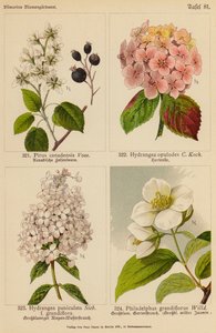 Pirus Canadensis, Hydrangea Opulodes, Hydrangea Paniculata, Philadelphus Grandiflorus (farvelitografi) af (after) German School