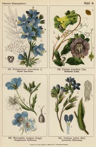 Polemonium Coeruleum, Cobaea Scandens, Nemophila Insignis, Anchusa Italica (farvelitografi) af (after) German School