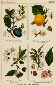 Prunus Domestica, Prunus Armeniaca, Prunus Avium, Prunus Japonica (farvelitografi)