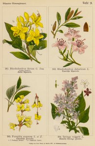 Rhododendron Flavum, Rhododendron Dahuricum, Forsythia Suspensa, Syringa Vulgaris (farvelitografi) af (after) German School