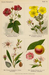 Rubus Odoratus, Potentilla Fruticosa, Prunus Amygdalus, Prunus Persica (farvelitografi) af (after) German School