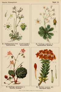 Saxifraga Decipiens, Saxifraga Hypnodes, Saxifraga Umbrosa, Saxifraga Sarmentosa, Rochea Coccinea (farvelitografi) af (after) German School