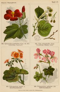 Sphaeralcea Umbellata, Tilia Platyphyllos, Pelargonium Zonale, Pelargonium Peltatum (farvelitografi) af (after) German School