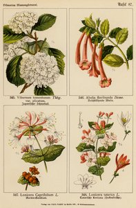 Viburnum Tomentosum, Abelia Floribunda, Lonicera Caprifolium, Lonicera Tatarica (farvelitografi) af (after) German School