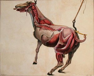 Flænset hest, fra 