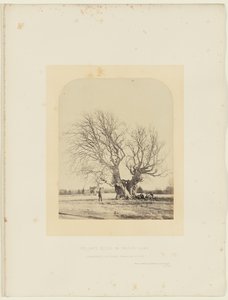 Pollard-bøg på Smiths græsplæne af 14th Earl of Caithness James Sinclair
