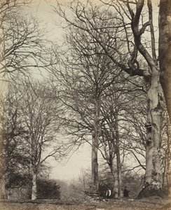 Dronning Adelaides bøg, før 1864. af 14th Earl of Caithness James Sinclair
