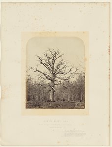 Dronning Annes Eg af 14th Earl of Caithness James Sinclair